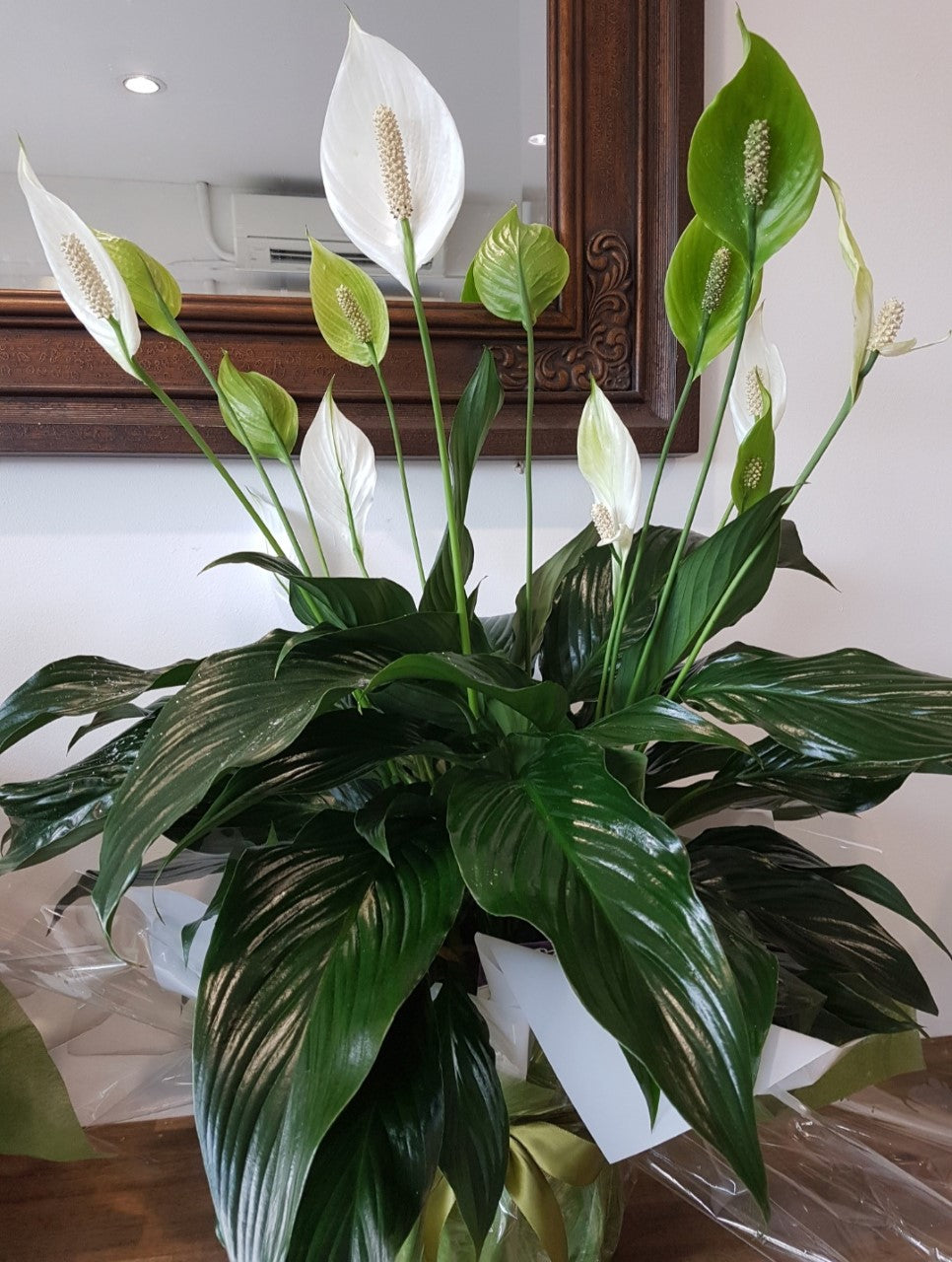 madonna peace lily Madonna Lily – Stevensons Florist