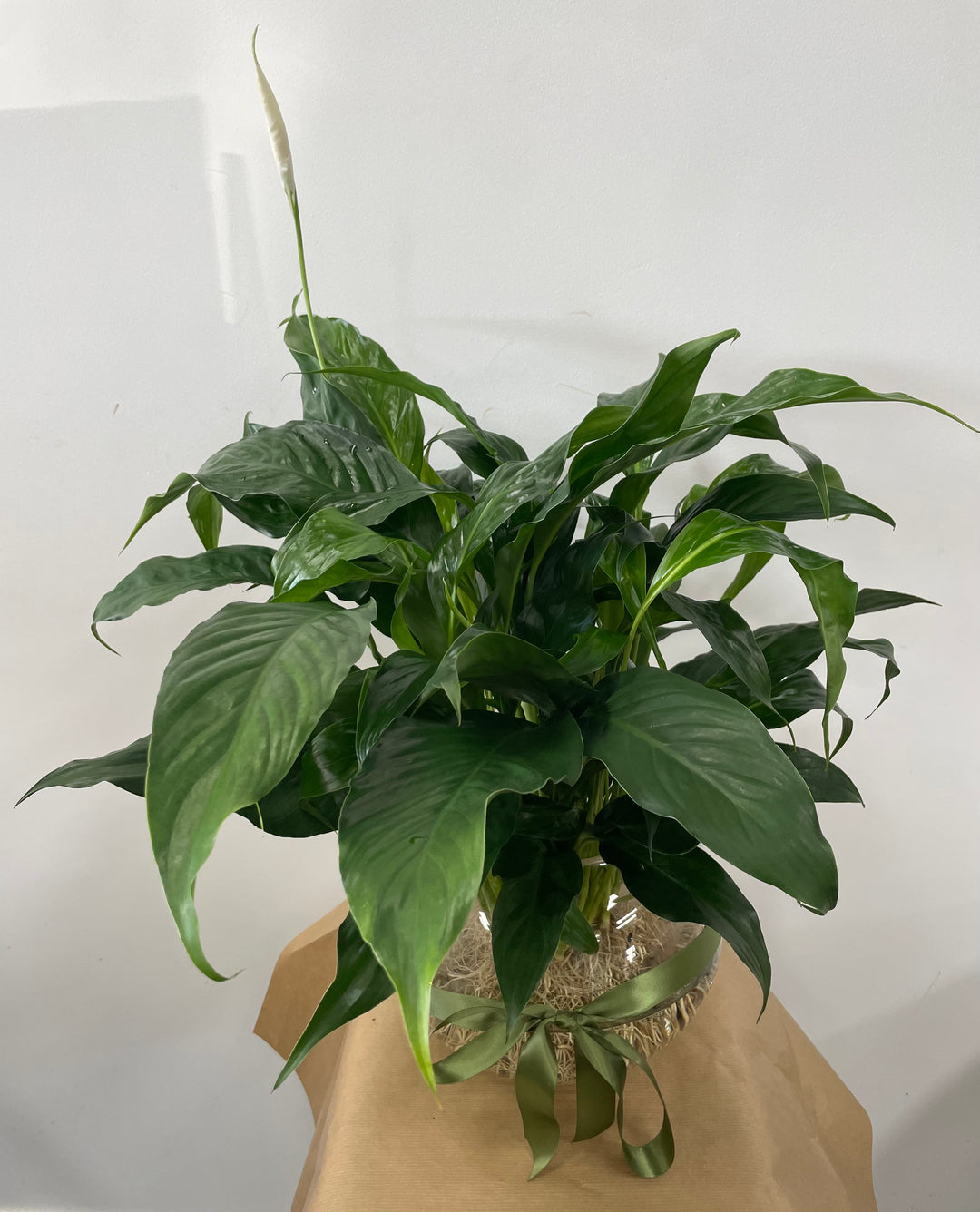 Hydro Lily – Stevensons Florist